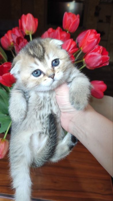 Продаются шикарные котята скотиш фолд и скотиш страйт