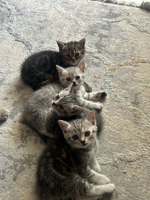 Продам котят цена 15000