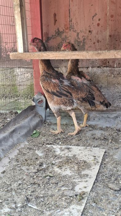 дакан, бойцов шамо