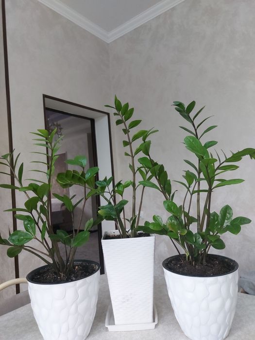 Комнатные растения