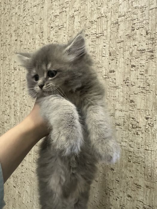 Котята породистые