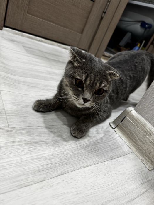 Продается кошечка