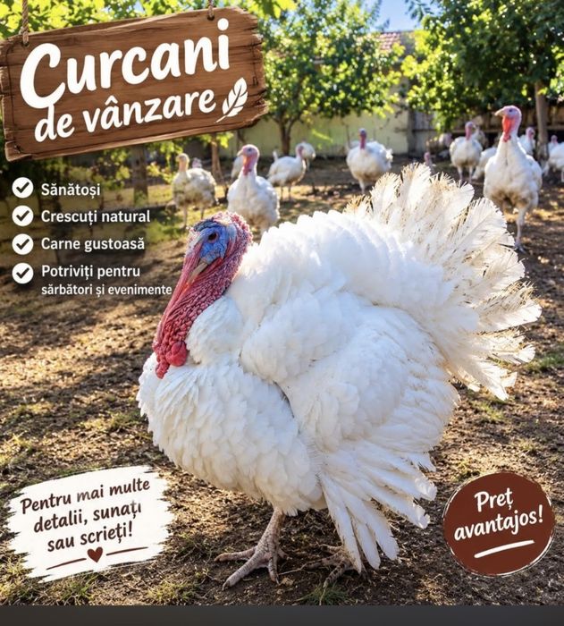 Curcani de vânzare.