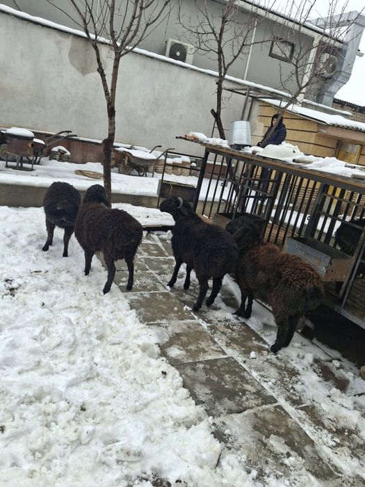 Токтылар и қошкарлар