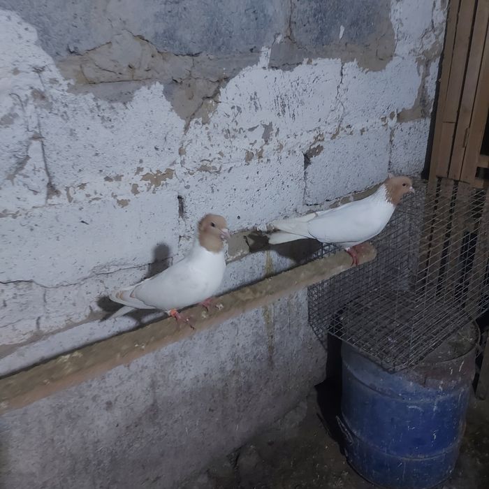 Сары бас  чубати самка лиси самец