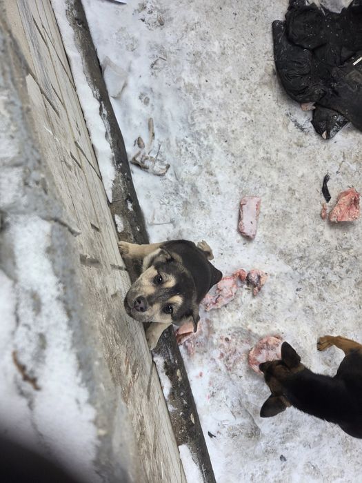 Отдам щенка в добрые руки