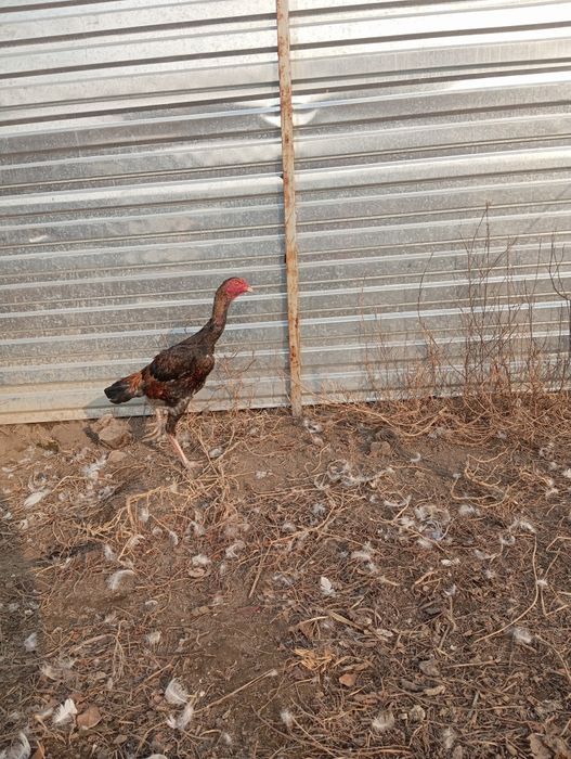 Срочно продам Даканов Куры Петухи писать вацапи хороших кровей