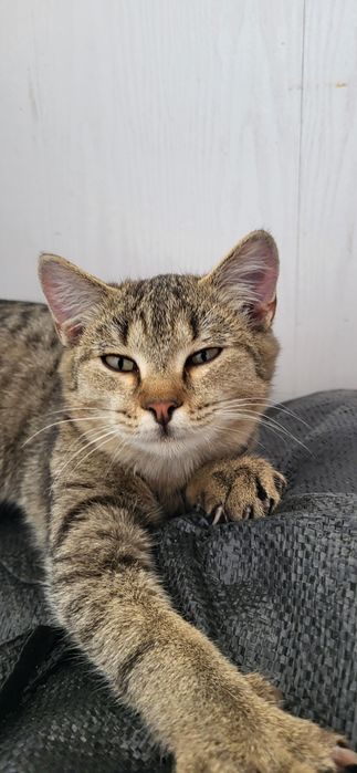Котик домашний 6 месяцев