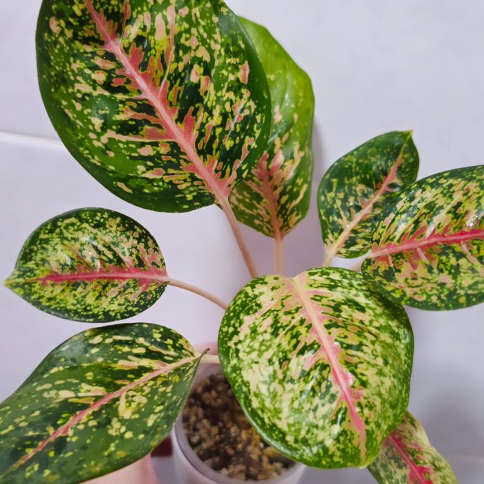 Аглаонемы адаптированные