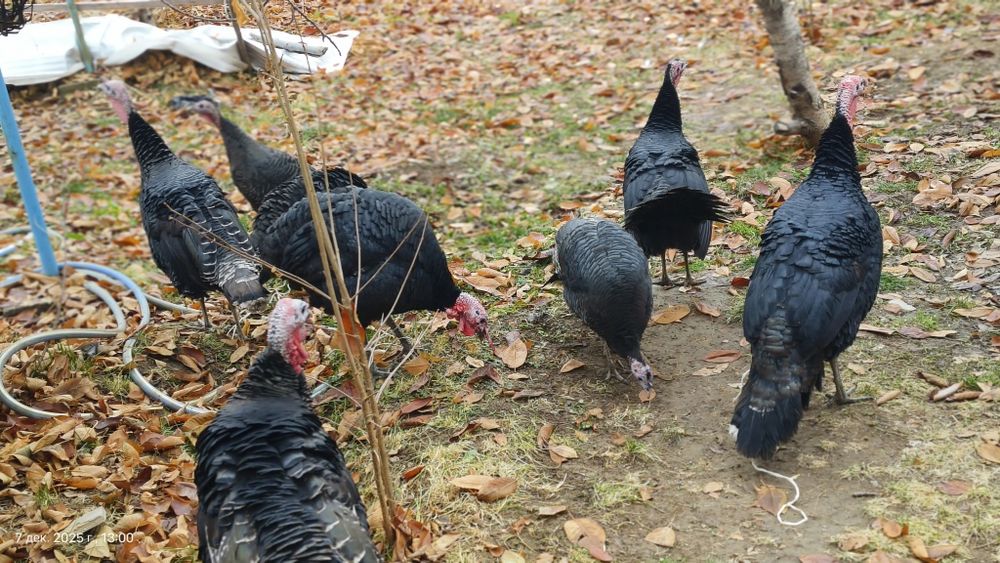 Kurka sotaman 6 ta xuroz 5 ta makiyon 450000 sum