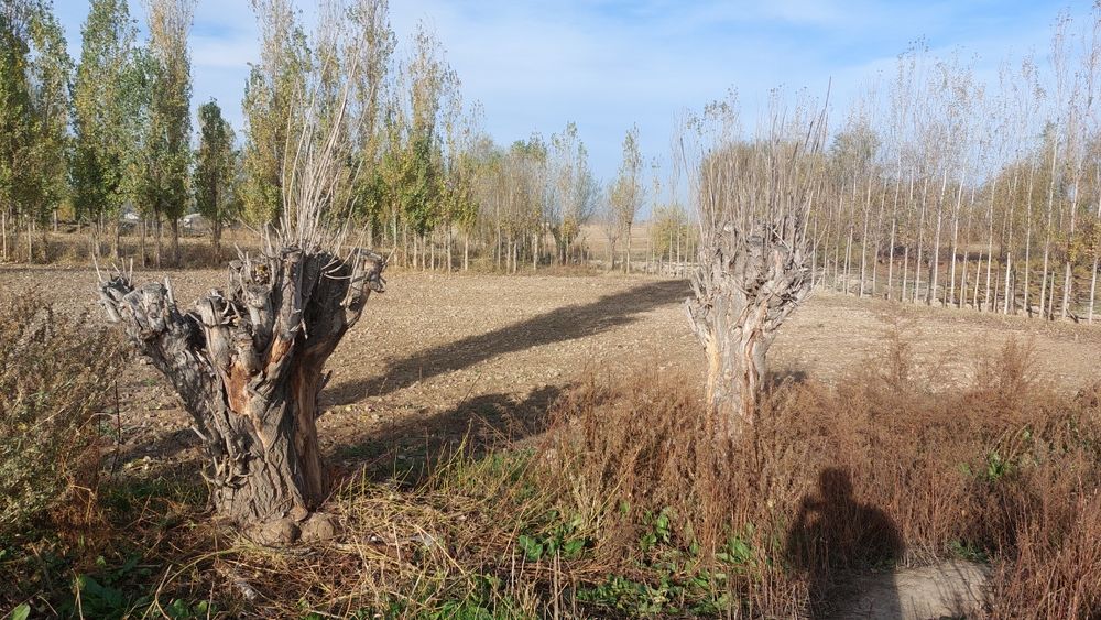 Участка сотилади ер нархида сотигини 9 млн хисоблаб олораслар