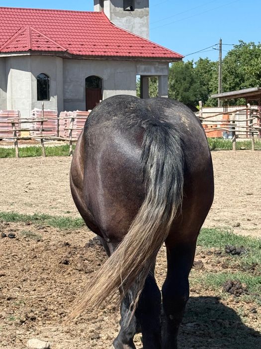 2 Armăsari de vânzare