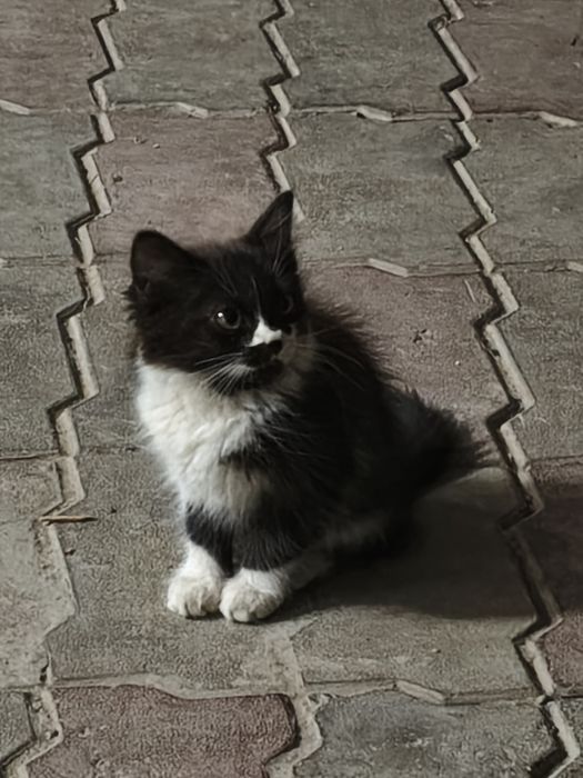 Котята  отдам в хорошие руки