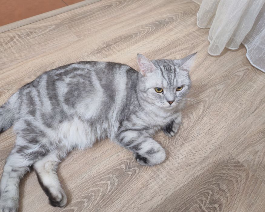 Кот Британец Прямоухий