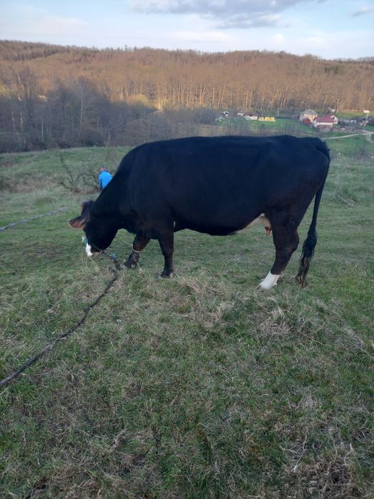 Vând vaca Angus ingrijita