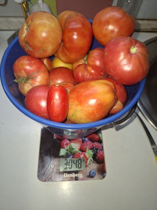 Продам дачные помидоры