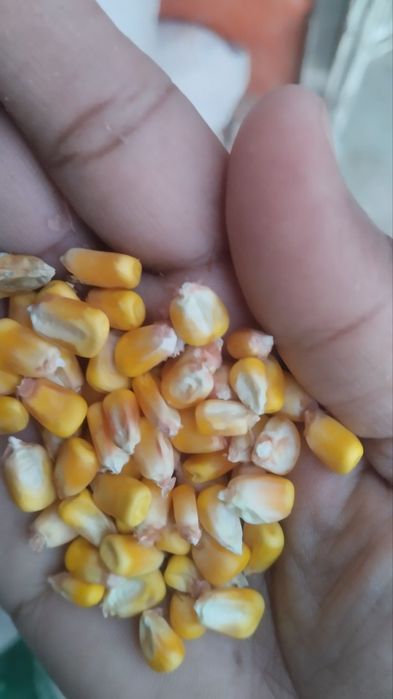 Месни Макка дон бор 4300 с  юкланади