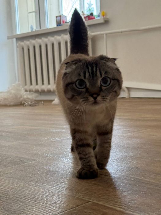 Отдам котенка вислоухого