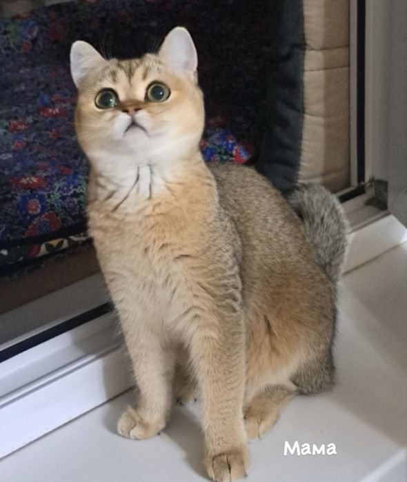 Золотая шиншилла вязка