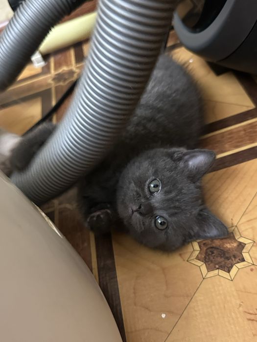 Ласковые умные милые котята