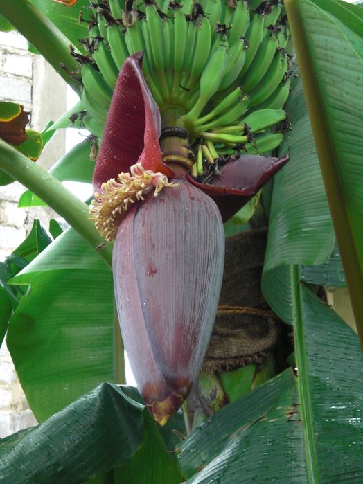 Banan papaya ko'chatlar sotiladi