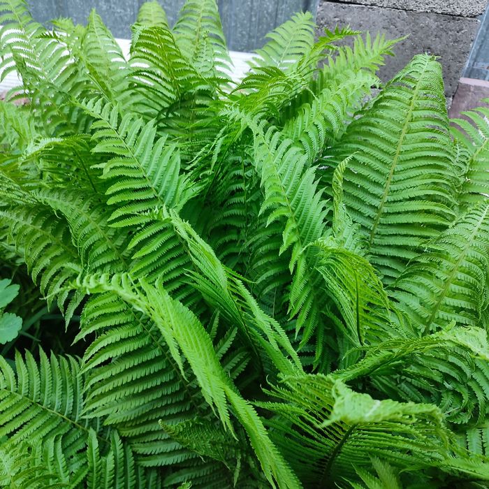 Цветы садовые многолетние