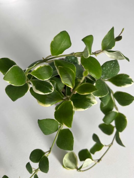 Хойи,  разные сорта