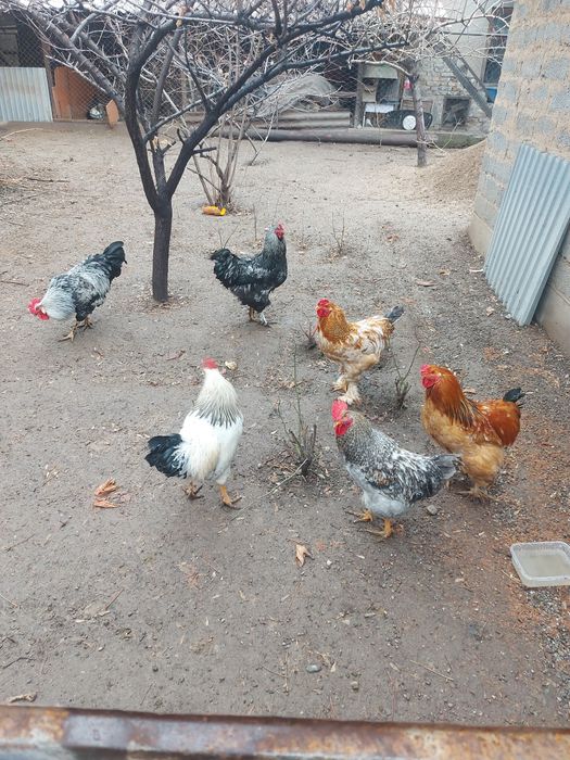 Петуха молодые продам