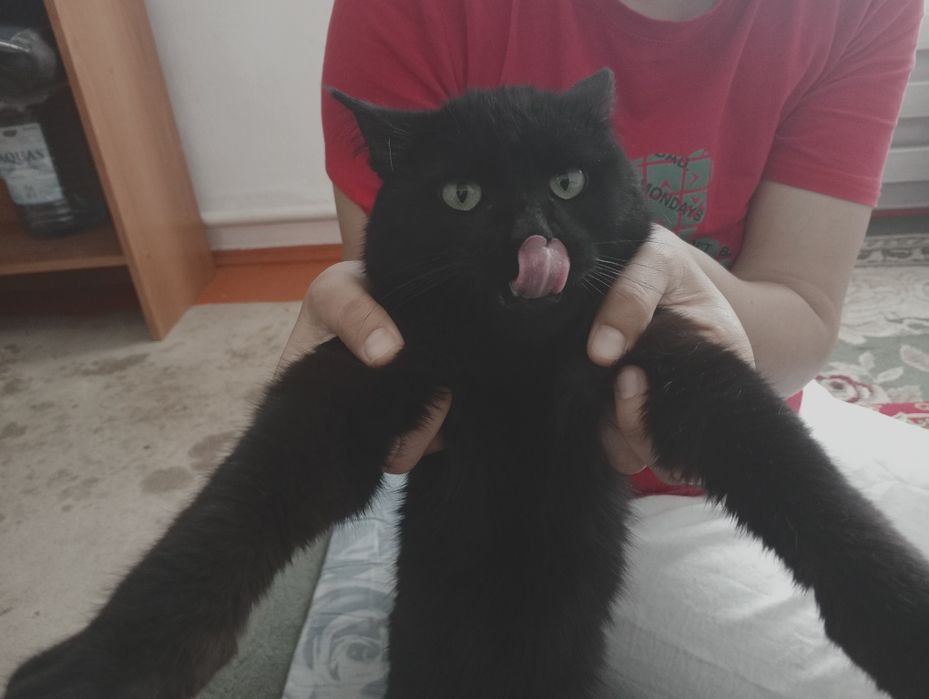 Срочна адам хароши руку кошку