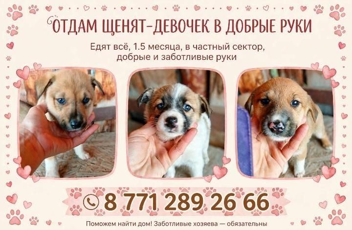 Отдам щенят в хорошие добрые руки