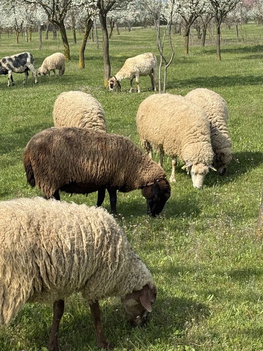 Vand oi texane cu miei langa ele