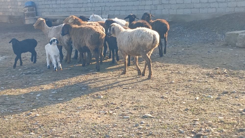 Қой сатылады туркестан қаласы