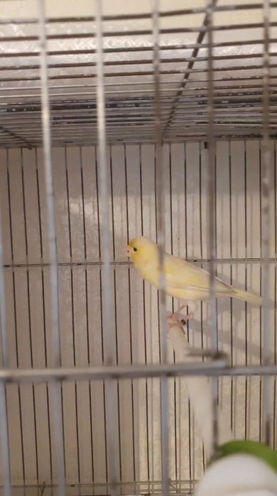 Канарека самка..