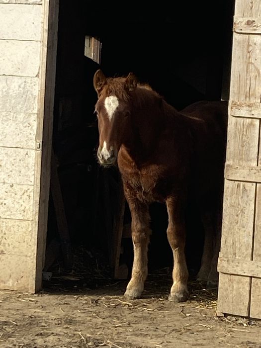 Manz blond cu genetica f buna