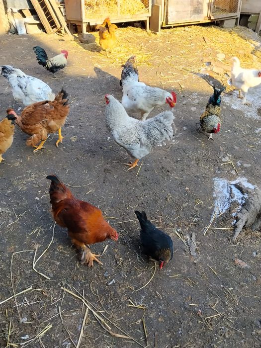 Vând cocoși și cocoși pitici