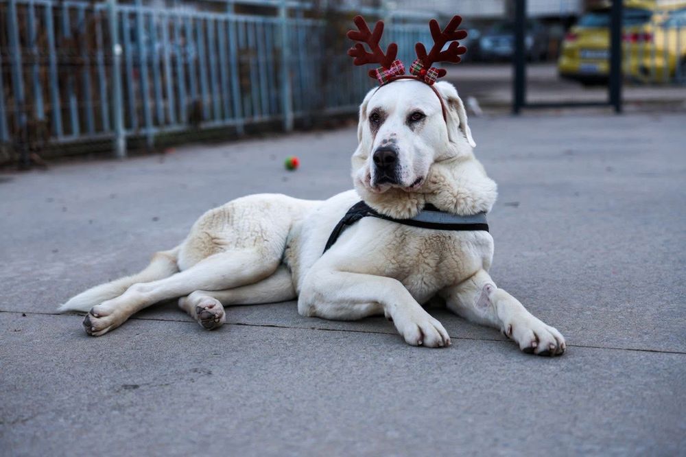 Мила търси своя дом