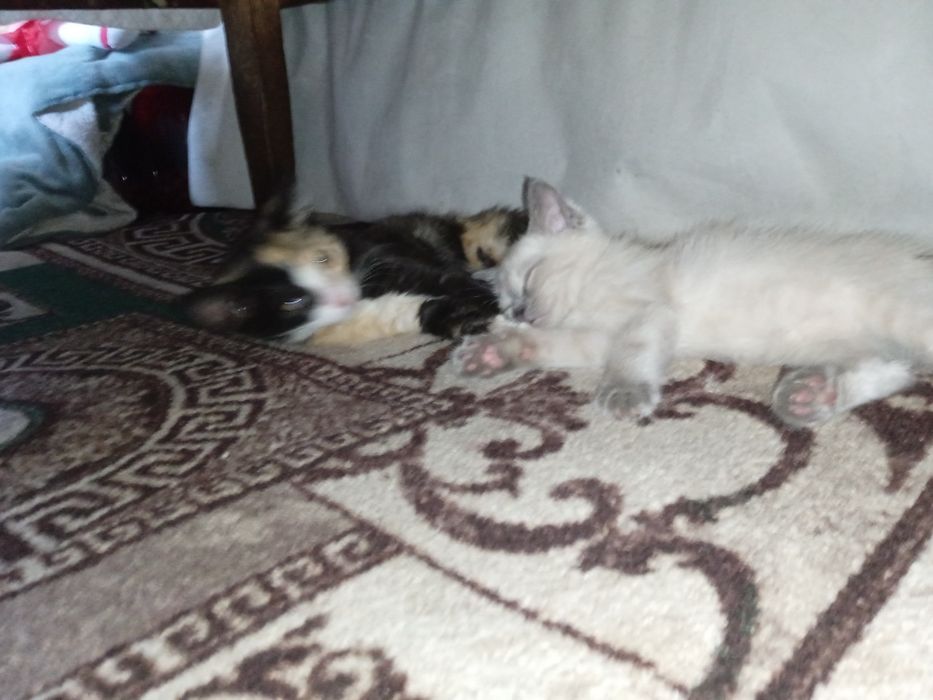 Розыск помогите найти