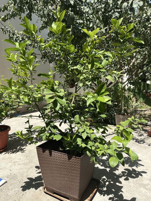 limon koʻchatilari ,