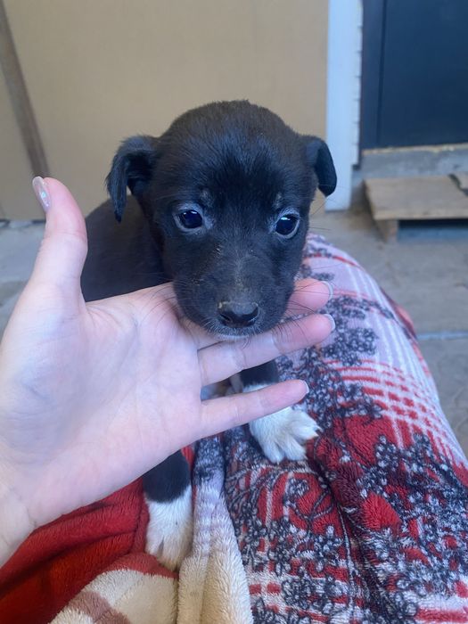 Бесплатно отдам щенят