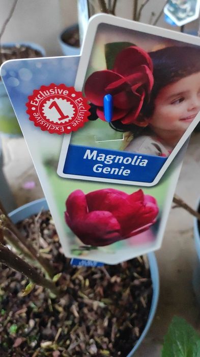 Гейхеры многолетние растения