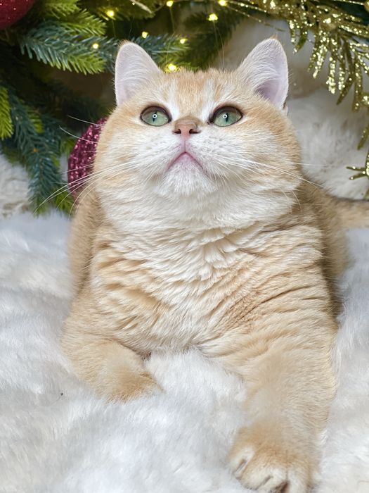 Зрлотая шиншилла