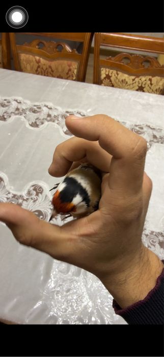 Черноголовый шегол