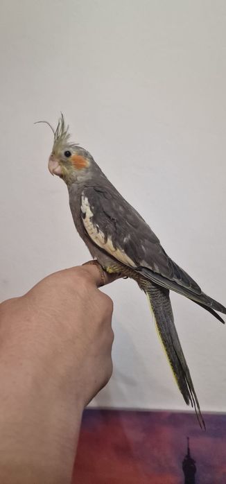 Vand  pui de nimfa(mascul și femela ) inelati 2026