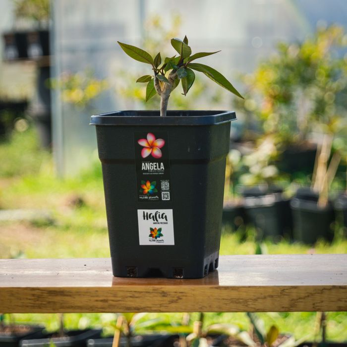 Plumeria Frangipani de 6/8 Luni,  1 An sau Matură
