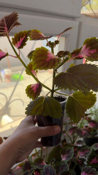 Цветы Колеус