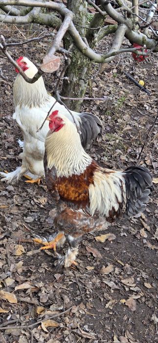 Vând 2 cocoși de brahma