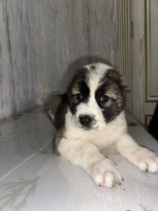 Алабай чистокровный