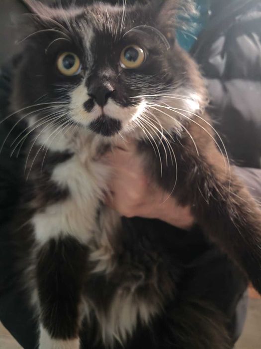 Ищем добрых хозяев молоденькой кошечке