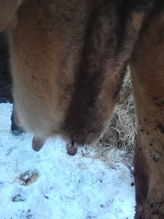 Vnd vaca bruna gestante an 8 luni SI jumătate SI vine cu al 4 vițel ai