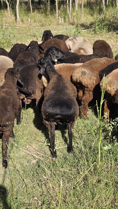 Куйлар сотилади qoʻylar sotiladi